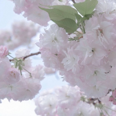 Furry绘画笔刷实用运用兽圈群